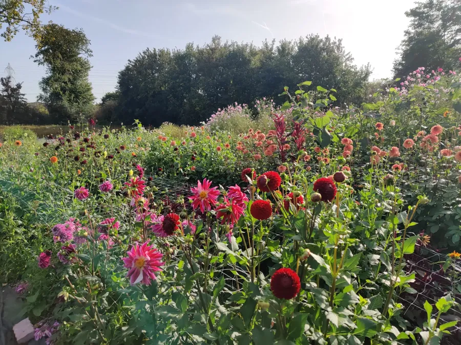 champs de fleurs