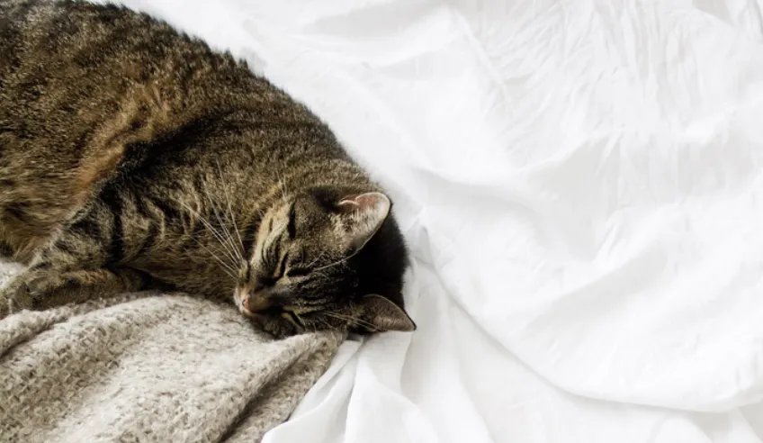 un chat qui dort sur un lit